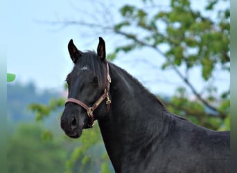 Lipizzanos, Semental, 2 años, 159 cm, Negro