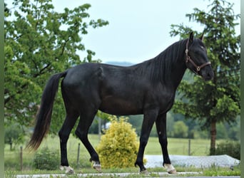 Lipizzanos, Semental, 2 años, 159 cm, Negro