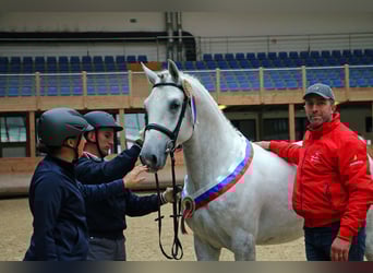 Lipizzanos, Semental, 4 años, 161 cm, Tordo
