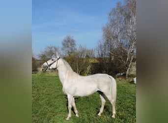Lipizzanos, Semental, 6 años, White/Blanco