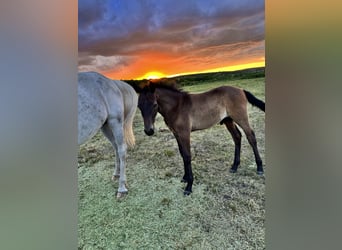 Lipizzanos, Semental, Potro (04/2026), 110 cm, Castaño