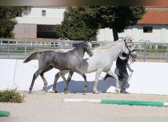 Lipizzanos, Semental, Potro (05/2026)