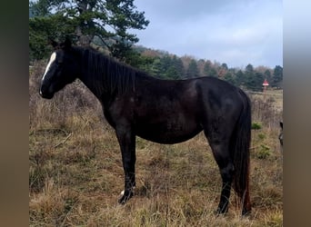 Lipizzanos, Yegua, 2 años, 149 cm, Castaño oscuro