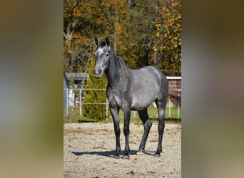 Lipizzanos, Yegua, 3 años, 150 cm