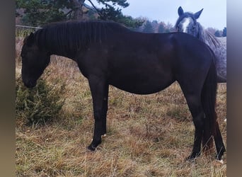 Lipizzanos, Yegua, 3 años, 150 cm, Castaño oscuro