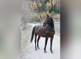 Lipizzanos, Yegua, 4 años, 160 cm, Castaño rojizo