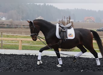Lipizzanos, Yegua, 4 años, 165 cm, Castaño