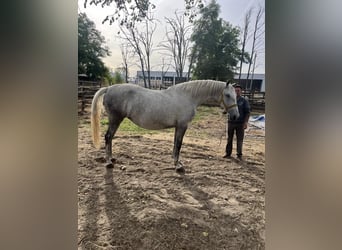 Lipizzanos, Yegua, 4 años, 170 cm, Tordo rodado