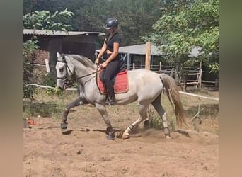 Lipizzanos, Yegua, 5 años, 155 cm, Tordo