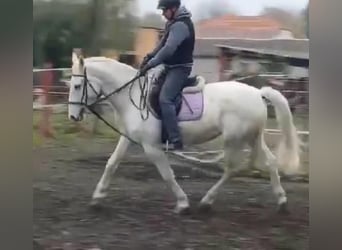 Lipizzanos, Yegua, 8 años, 160 cm, White/Blanco