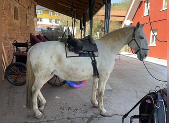 Lipizzanos, Yegua, 9 años, 160 cm, Tordo
