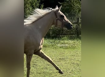 Liten tysk ridhäst, Sto, 3 år, 154 cm, Palomino