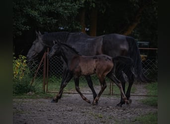 Liten tysk ridhäst, Sto, Föl (05/2024), 125 cm, Svart