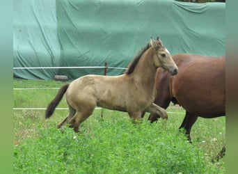 Liten tysk ridhäst, Sto, Föl (05/2024), 158 cm, Gulbrun