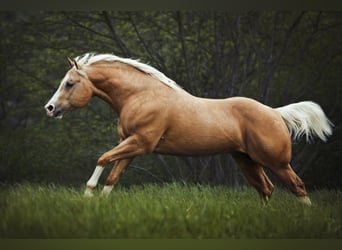 American Quarter Horse, Hengst, 16 Jaar, 152 cm, Palomino