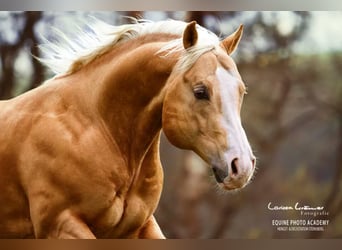 American Quarter Horse, Hengst, 16 Jahre, 152 cm, Palomino