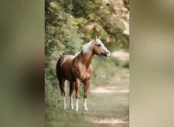 American Quarter Horse, Hengst, 17 Jahre, 152 cm, Palomino