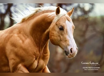 American Quarter Horse, Hengst, 17 Jahre, 152 cm, Palomino