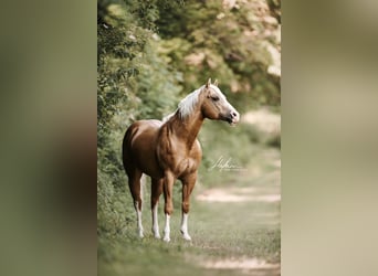 American Quarter Horse, Stallion, 16 years, 14.3 hh, Palomino