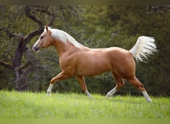 American Quarter Horse, Stallion, 16 years, 14.3 hh, Palomino
