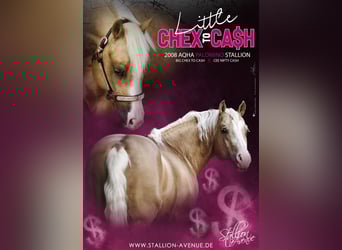 American Quarter Horse, Stallone, 18 Anni, 152 cm, Palomino