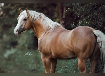 Quarter horse américain, Étalon, 16 Ans, 152 cm, Palomino