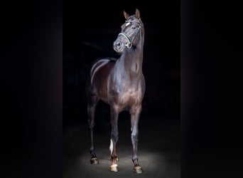 Hanoverian, Stallion, 14 years, 17 hh, Chestnut
