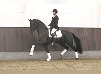 Rheinländer, Stallone, 10 Anni, 172 cm, Morello