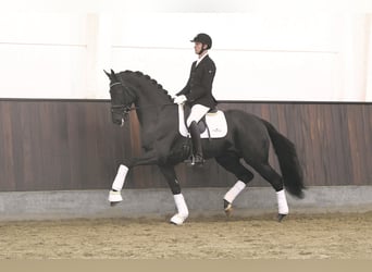 Rhinelander, Stallion, 8 years, 16.3 hh, Black