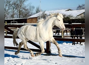 Knabstrup, Étalon, 15 Ans, 158 cm, Blanc