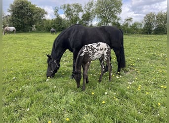 Knabstrupper, Hengst, 15 Jaar, 158 cm, Wit
