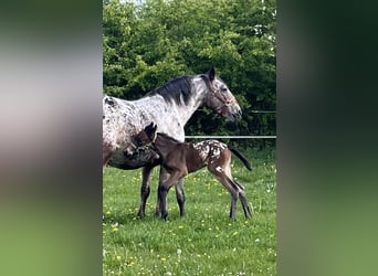 Knabstrupper, Hengst, 15 Jaar, 158 cm, Wit