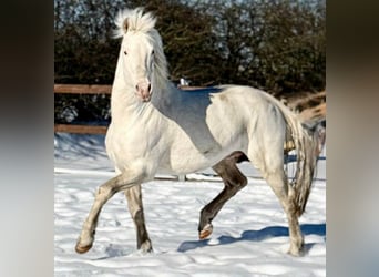 Knabstrupper, Semental, 15 años, 158 cm, White/Blanco