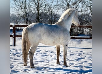 Knabstrupper, Semental, 15 años, 158 cm, White/Blanco