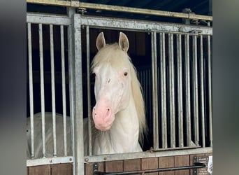 Knabstrupper, Stallone, 15 Anni, 158 cm, Bianco