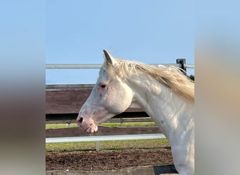Knabstrupper, Stallone, 15 Anni, 158 cm, Bianco
