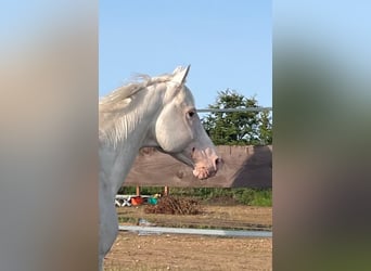Knabstrupper, Stallone, 15 Anni, 158 cm, Bianco