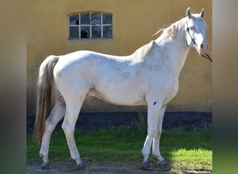 Knabstrupper, Stallone, 15 Anni, 158 cm, Bianco