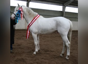 Knabstrupper, Stallone, 15 Anni, 158 cm, Bianco