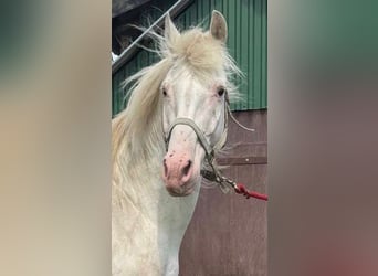 Knabstrup, Stallion, 14 years, 15,2 hh, White