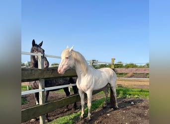 Knabstrupper, Hengst, 14 Jahre, 160 cm, White