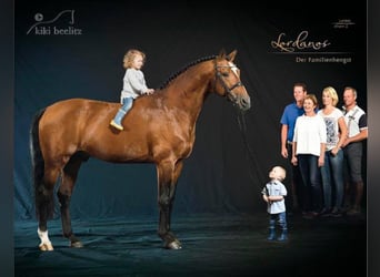 Holstein, Stallone, 33 Anni, 169 cm, Baio