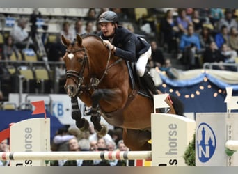 Holstein, Stallone, 33 Anni, 169 cm, Baio