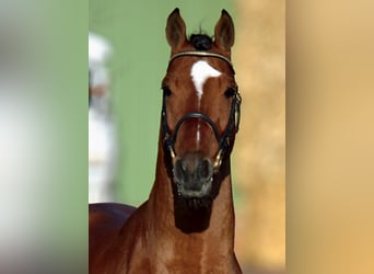 Holstein, Stallone, 33 Anni, 169 cm, Baio