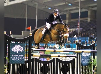 Holstein, Stallone, 33 Anni, 169 cm, Baio