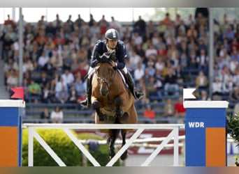 Holstein, Stallone, 33 Anni, 169 cm, Baio