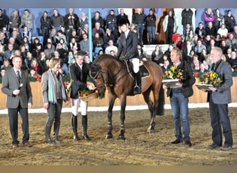 Holsteiner, Hengst, 31 Jaar, 169 cm, Bruin