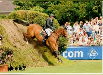 Holsteiner, Hengst, 31 Jaar, 169 cm, Bruin