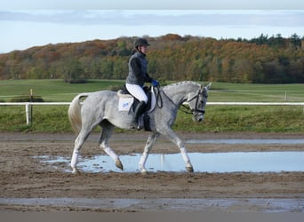 Łotewski koń gorącokrwisty, Klacz, 12 lat, 158 cm, Siwa w hreczce