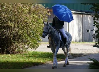 Łotewski koń gorącokrwisty, Klacz, 12 lat, 158 cm, Siwa w hreczce